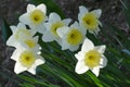 White Narcisus